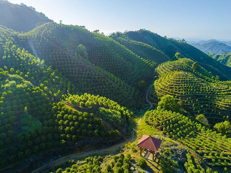 图1 凤凰山茶园（郑坚摄）.jpg