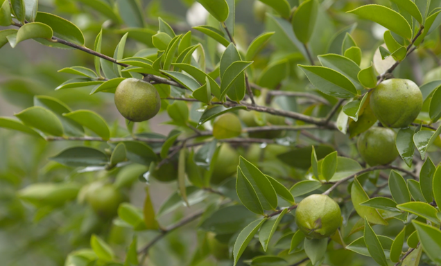 枝头上的油茶果（图源：兴宁发布）.png