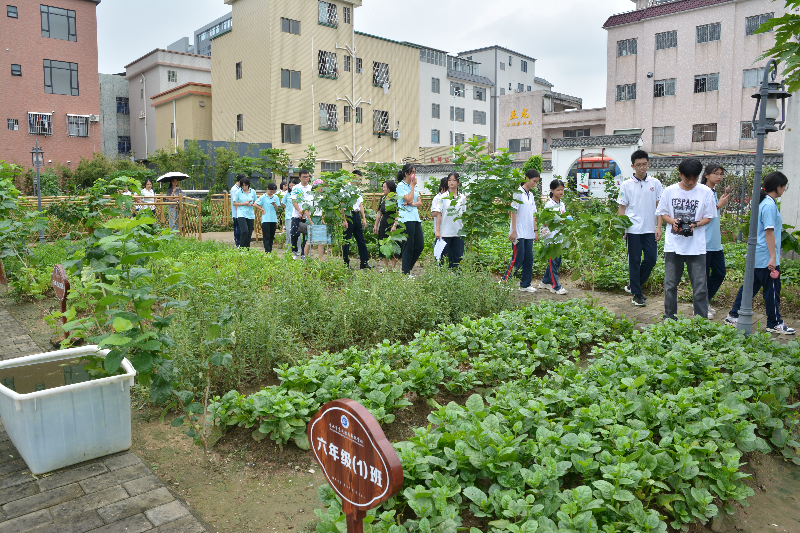 2024.8.28.【工作动态】实践团实地参观穗成农业科普园有机肥试验田，种植蔬菜所用的有机肥为村内实现垃圾分类后由厨余垃圾进行系统收集、发酵所生产（摄影：蓝子键）.JPG