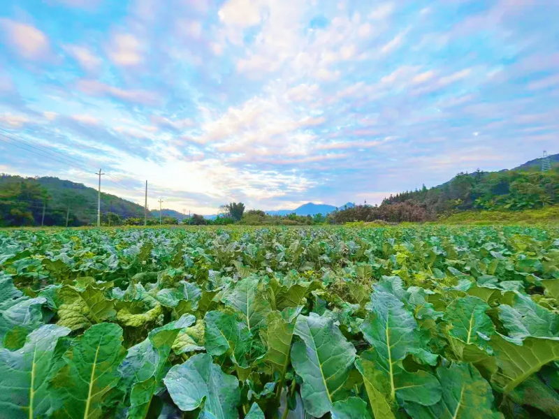 恩村西蓝花种植基地(来源:城口镇人民政府)
