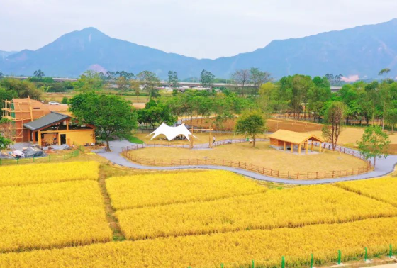 清远 | 新桥村：农文旅融合的美丽蝶变