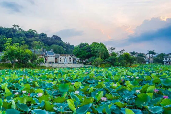 广州 | 莲塘村：荷韵古村 焕彩新生