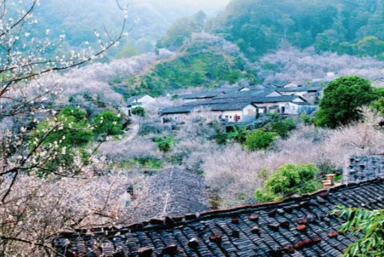 揭阳 | 坪上镇：绿色生态 蔬果飘香